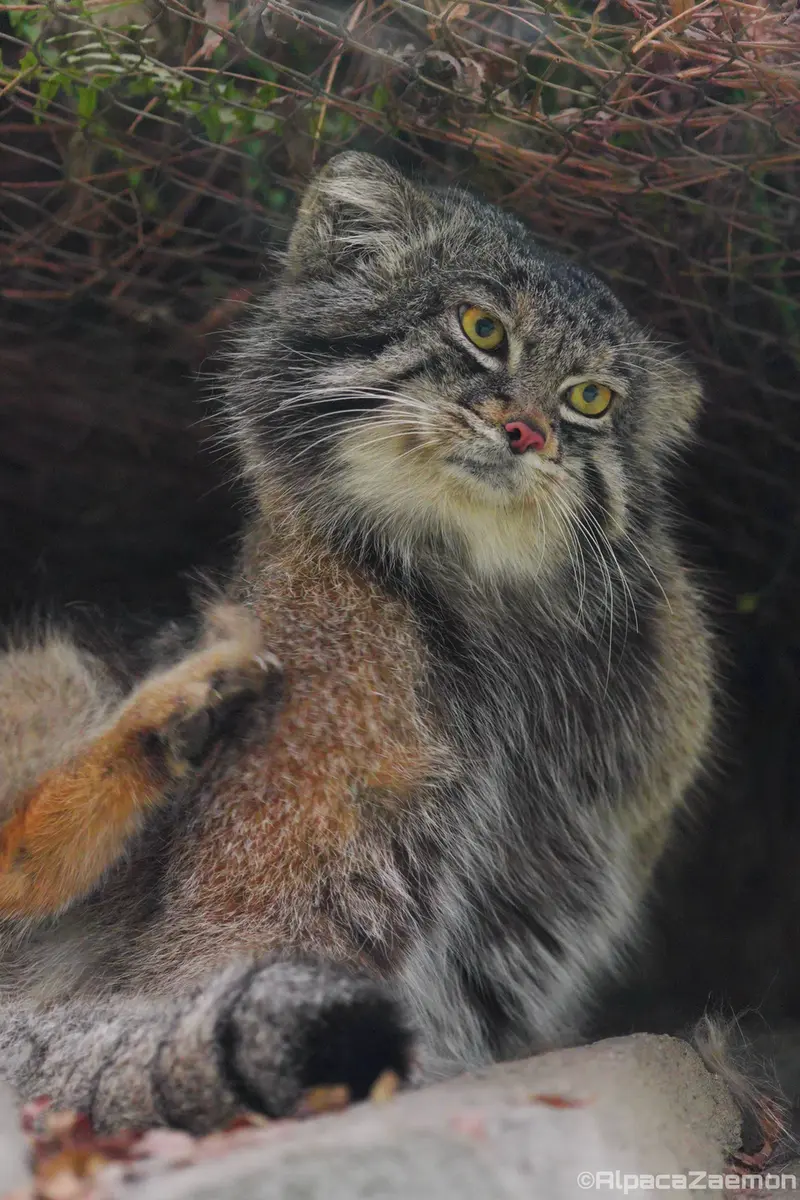 A photograph of Nar in Kobe Animal Kingdom