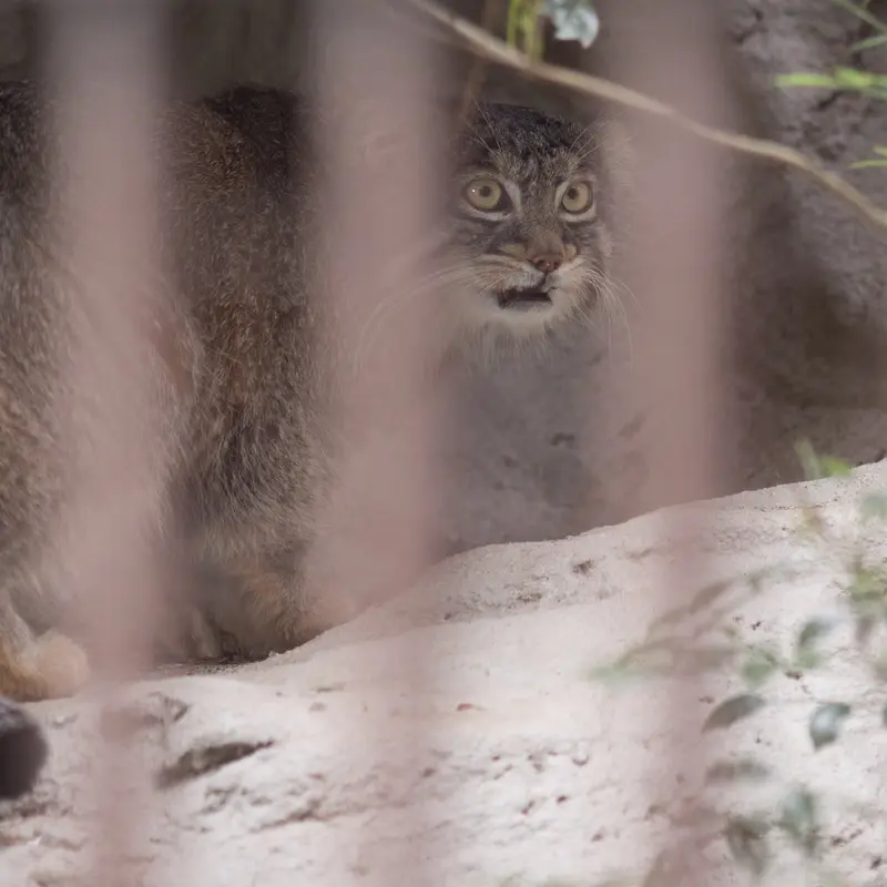 A photograph of Figa in Nogeyama Zoo