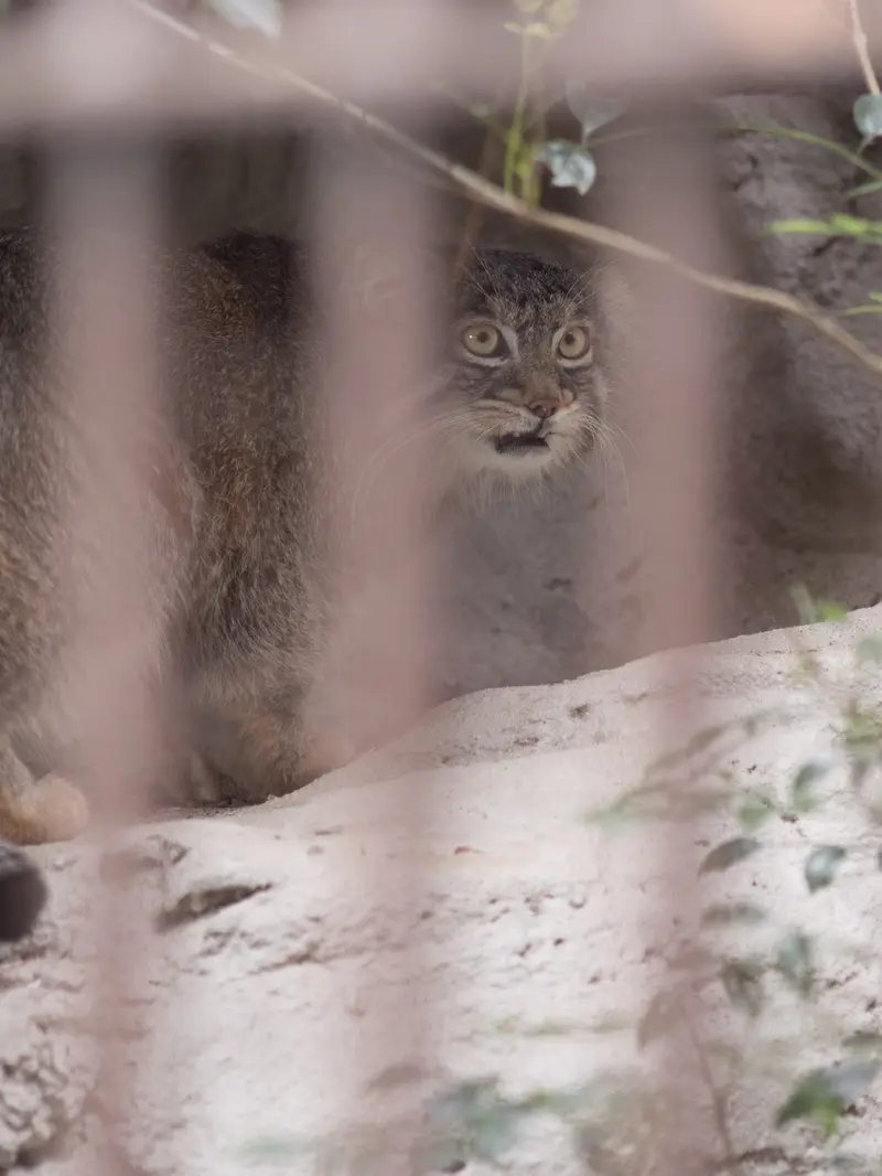 A photograph of Figa in Nogeyama Zoo