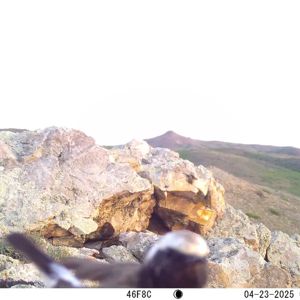 A photograph of a Pallas's cat from Besshoky 1 camera trap