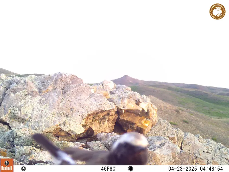A photograph of a Pallas&#039;s cat from Besshoky 1 camera trap