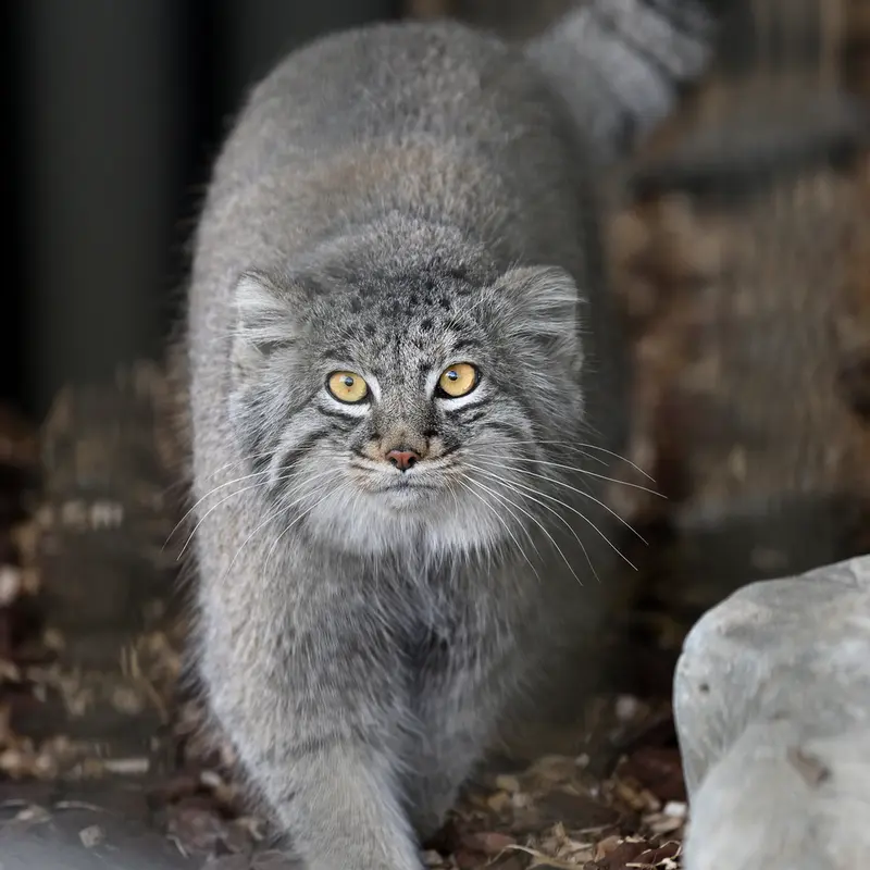 A photograph of Mei in Gokatsuraike Animal Park