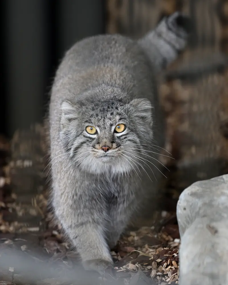 A photograph of Mei in Gokatsuraike Animal Park