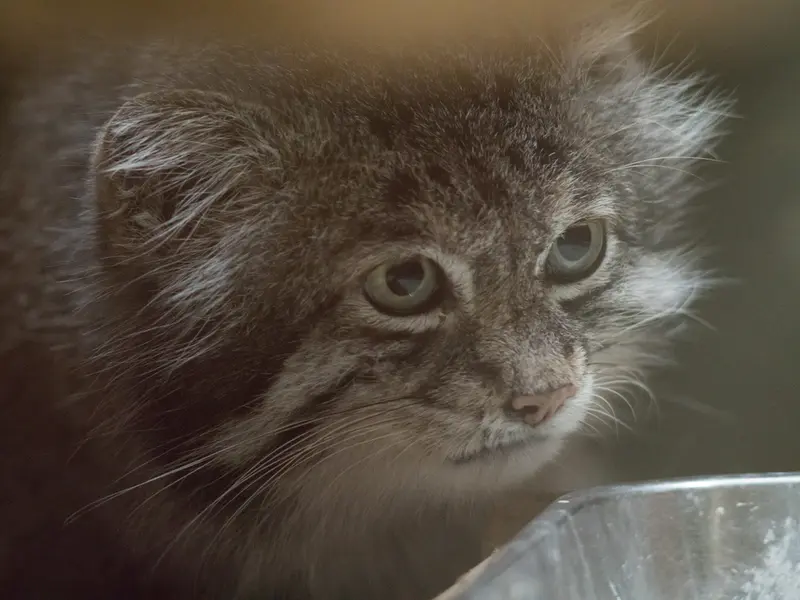 A photograph of Klyon in Ueno Zoological Gardens