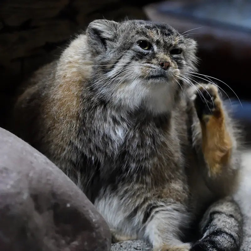 A photograph of Primula in Ueno Zoological Gardens