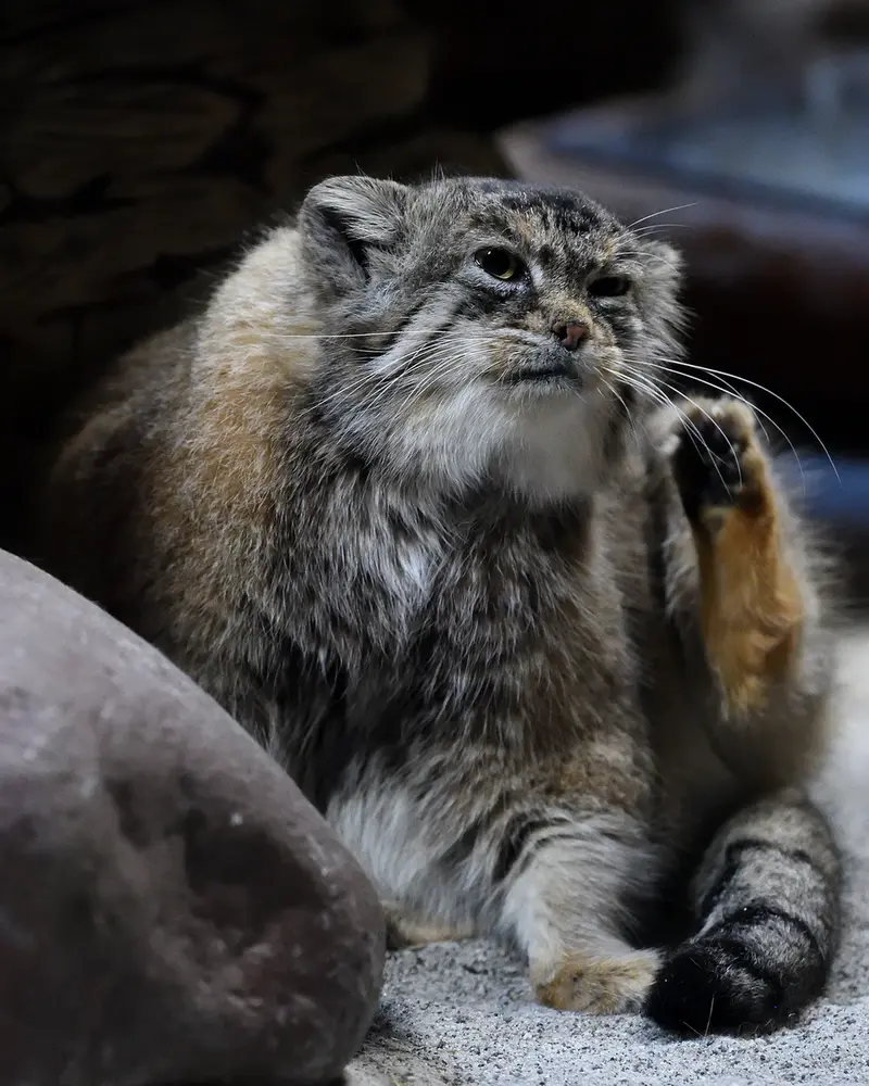 A photograph of Primula in Ueno Zoological Gardens