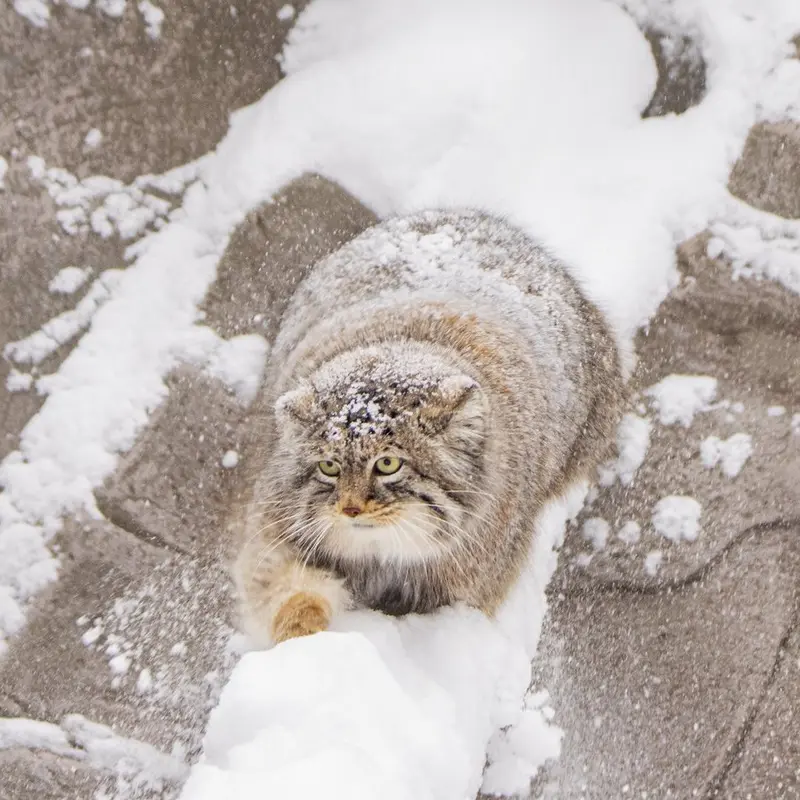 A photograph of Pema in Calgary Zoo / Wilder Institute