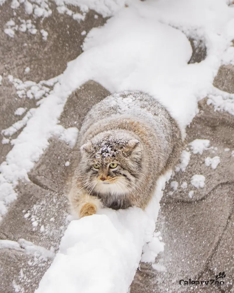 A photograph of Pema in Calgary Zoo / Wilder Institute
