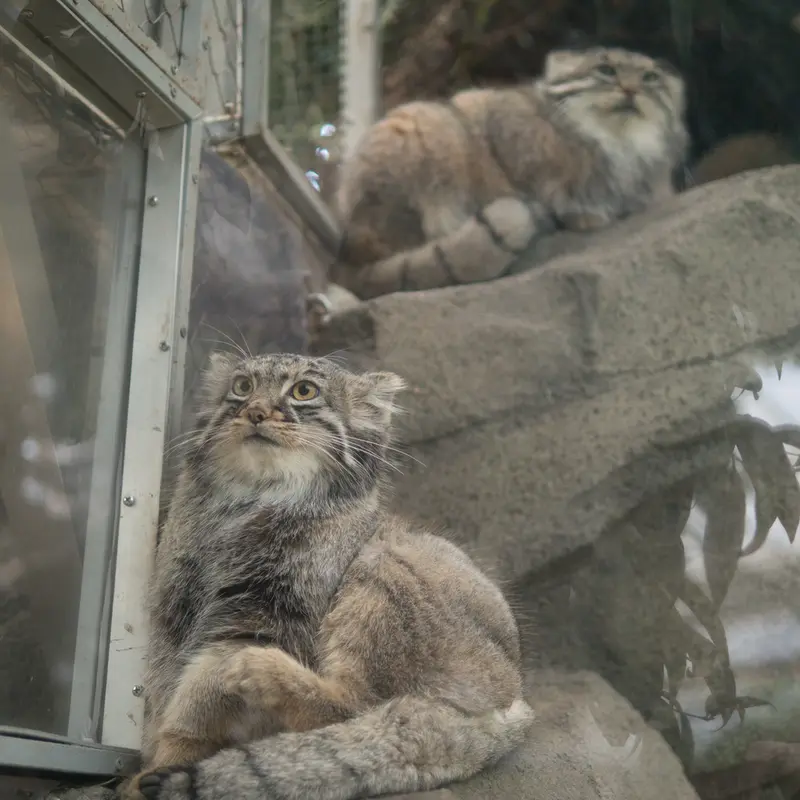 A photograph of Az and Mei in Kobe Animal Kingdom