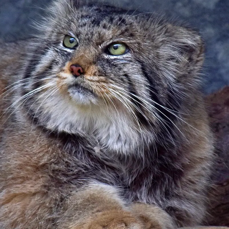 A photograph of Paval in Columbus Zoo and Aquarium