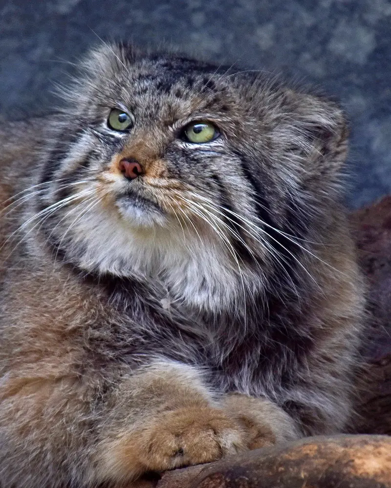 A photograph of Paval in Columbus Zoo and Aquarium