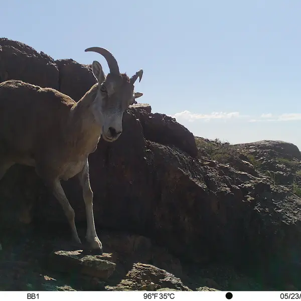 A photograph of Argali from Aktas-Kunkora camera trap