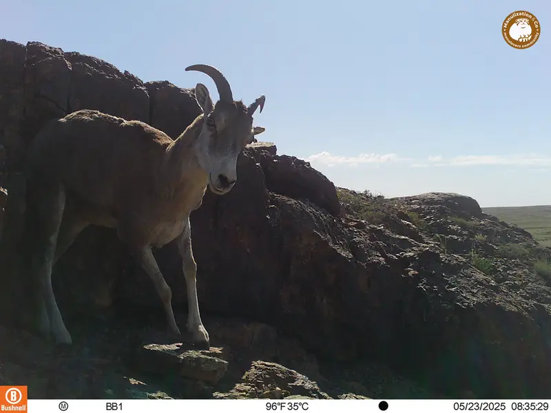 A photograph of Argali from Aktas-Kunkora camera trap