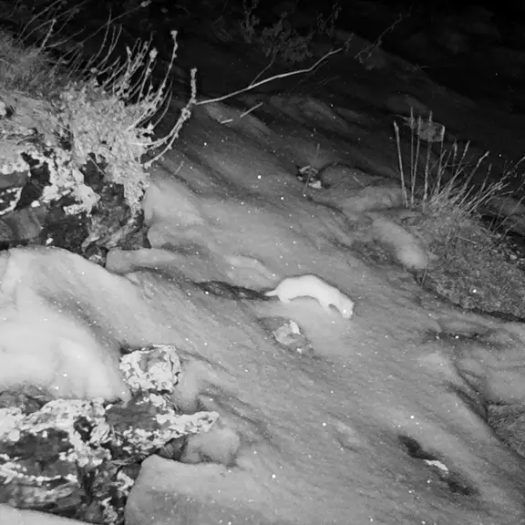 A photograph of a Pallas's cat