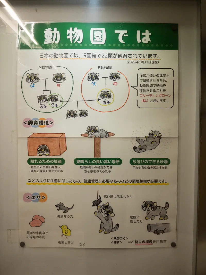 A photograph of a Pallas's cat in Nogeyama Zoo