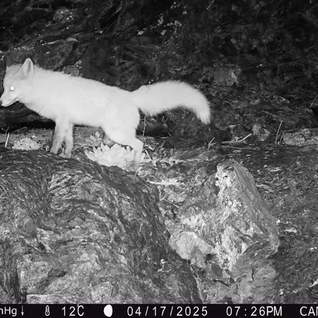 A photograph of Red fox from Zhundy 1 camera trap