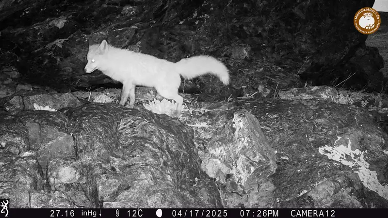 A photograph of Red fox from Zhundy 1 camera trap