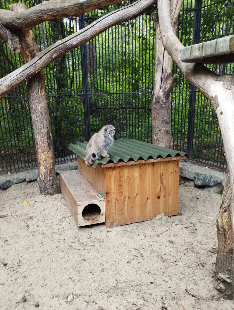 A photograph of a Pallas's cat in Novosibirsk Zoo