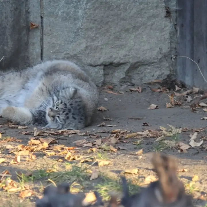 A photograph of Timofey in Moscow zoo