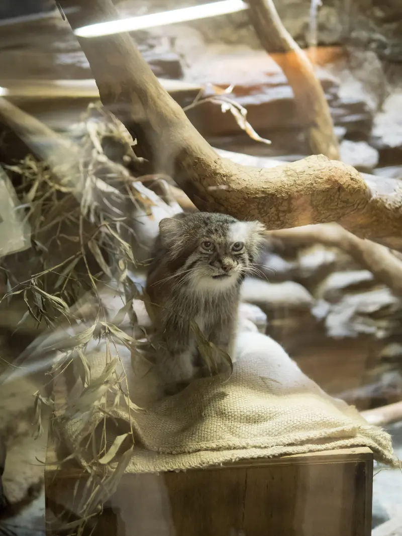 A photograph of Klyon in Ueno Zoological Gardens