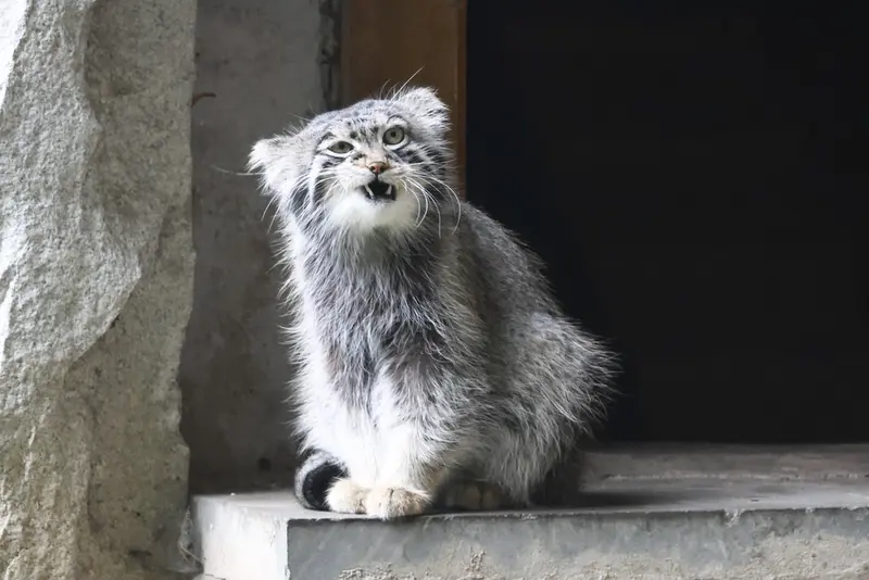 A photograph of a Pallas's cat