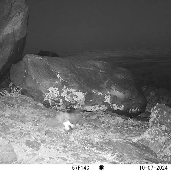 A photograph of a Pallas&#039;s cat from Koshkar camera trap
