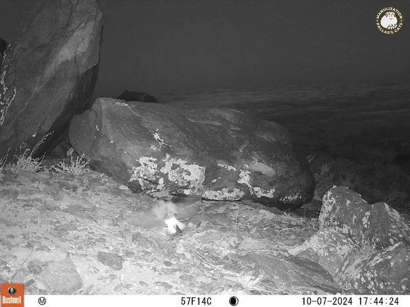A photograph of a Pallas&#039;s cat from Koshkar camera trap