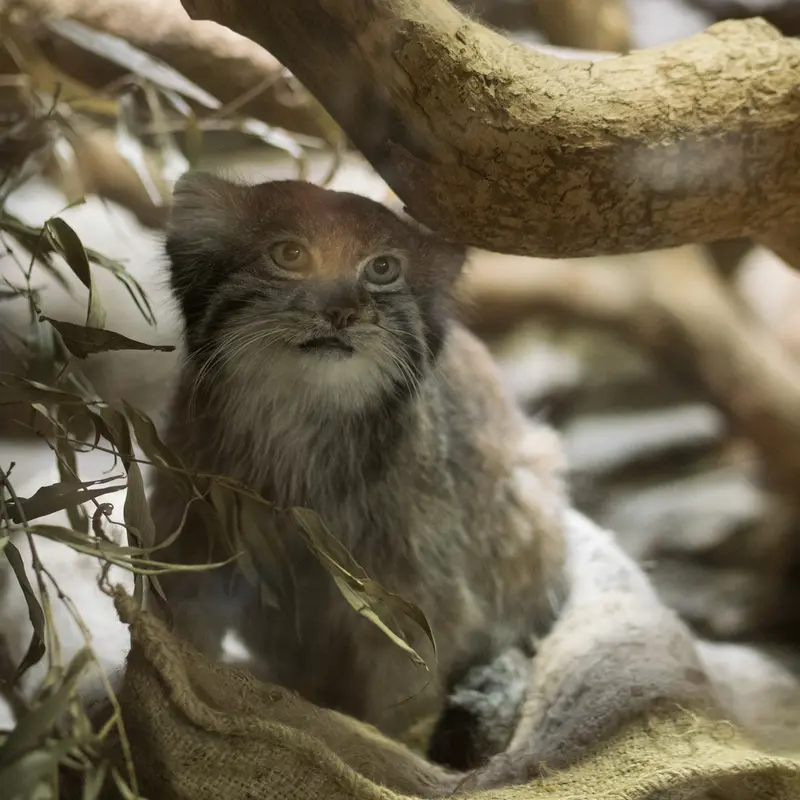 A photograph of Klyon in Ueno Zoological Gardens