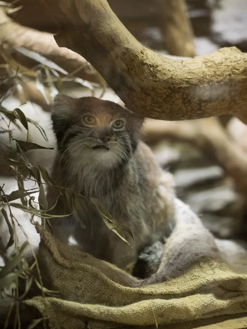 A photograph of Klyon in Ueno Zoological Gardens