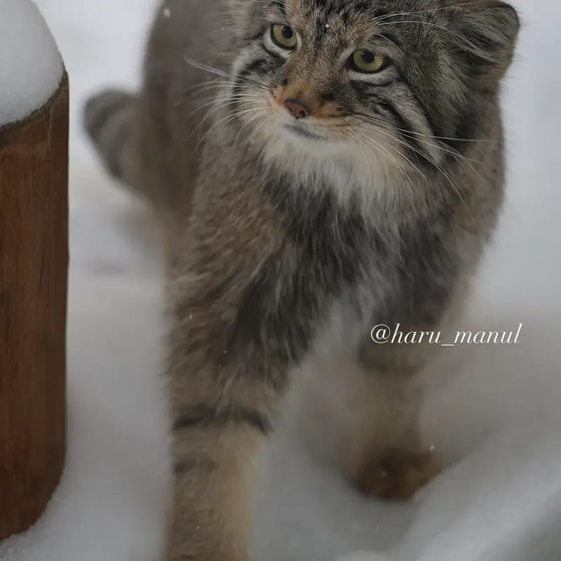 A photograph of Nagomu in Nasu Animal Kingdom