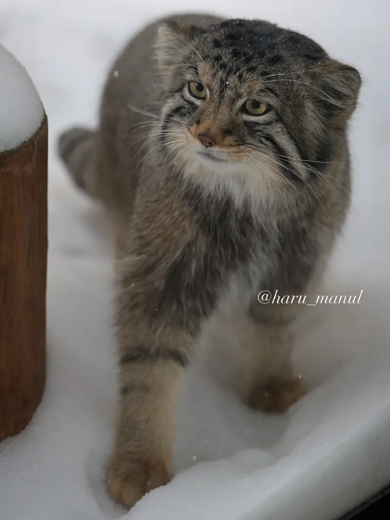 A photograph of Nagomu in Nasu Animal Kingdom