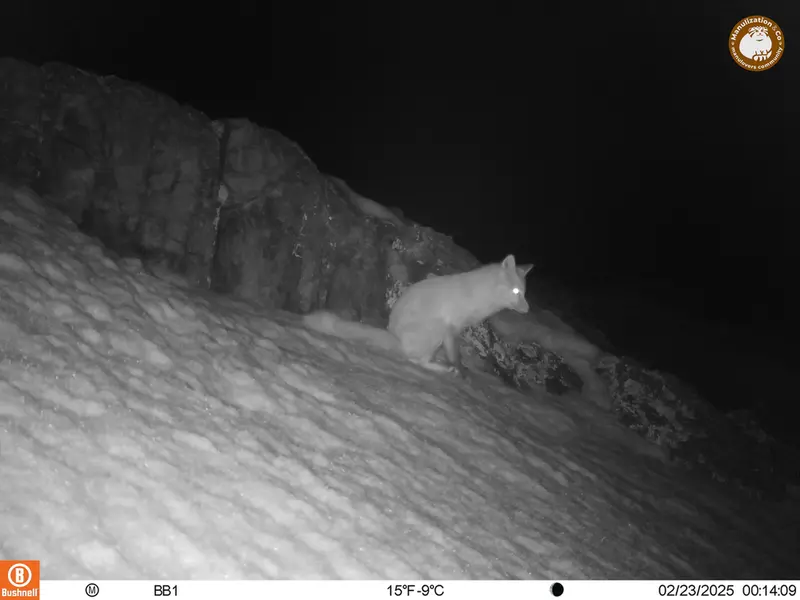 A photograph of Red fox from Aktas-Kunkora camera trap