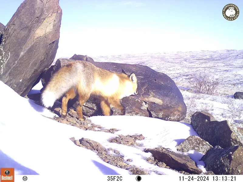 A photograph of Red fox from Koshkar camera trap