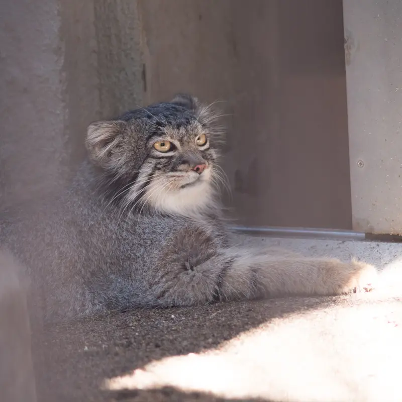 A photograph of Figa in Nogeyama Zoo