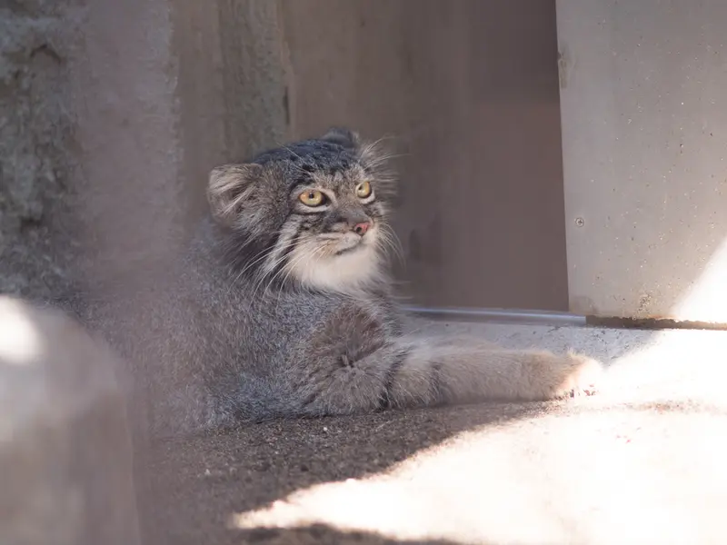 A photograph of Figa in Nogeyama Zoo