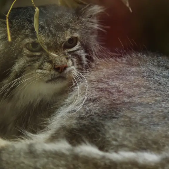 A photograph of a Pallas's cat in Ueno Zoological Gardens