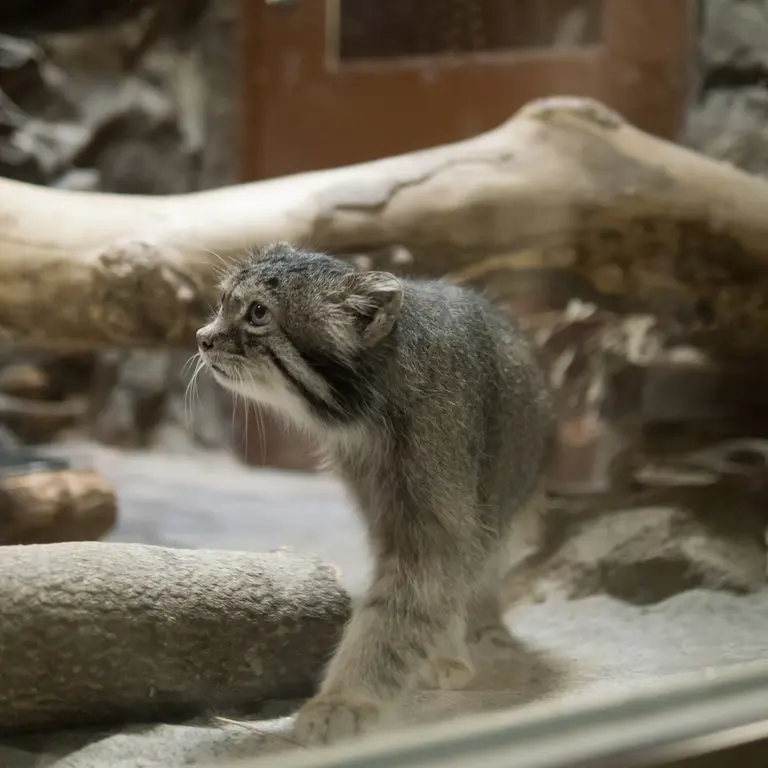 A photograph of Klyon in Ueno Zoological Gardens