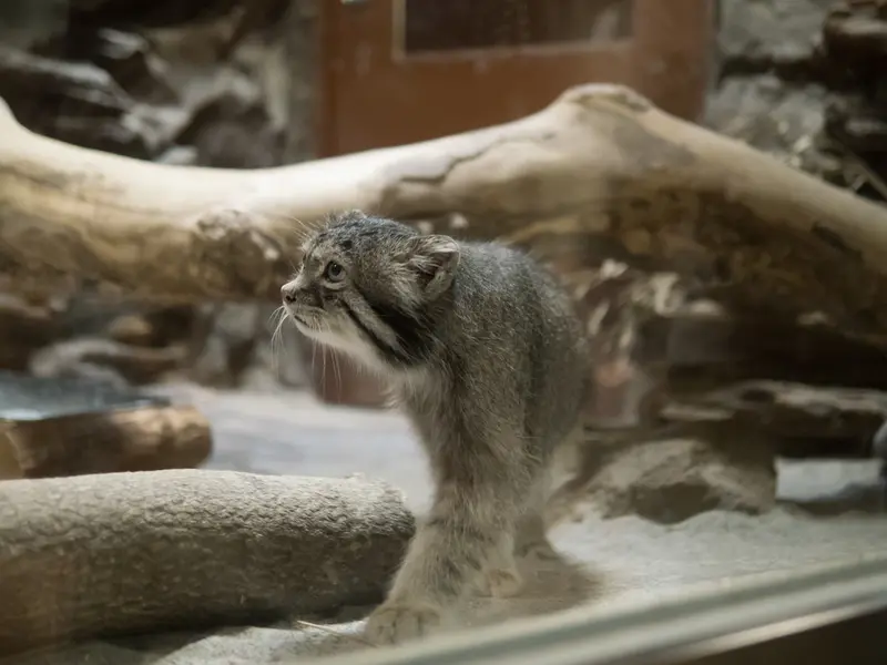 A photograph of Klyon in Ueno Zoological Gardens