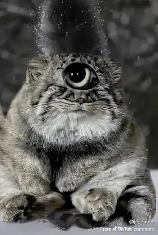 A photograph of a Pallas's cat