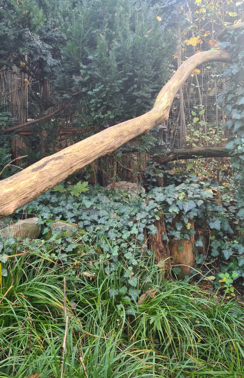 A photograph of Dersu in Dessau Zoo