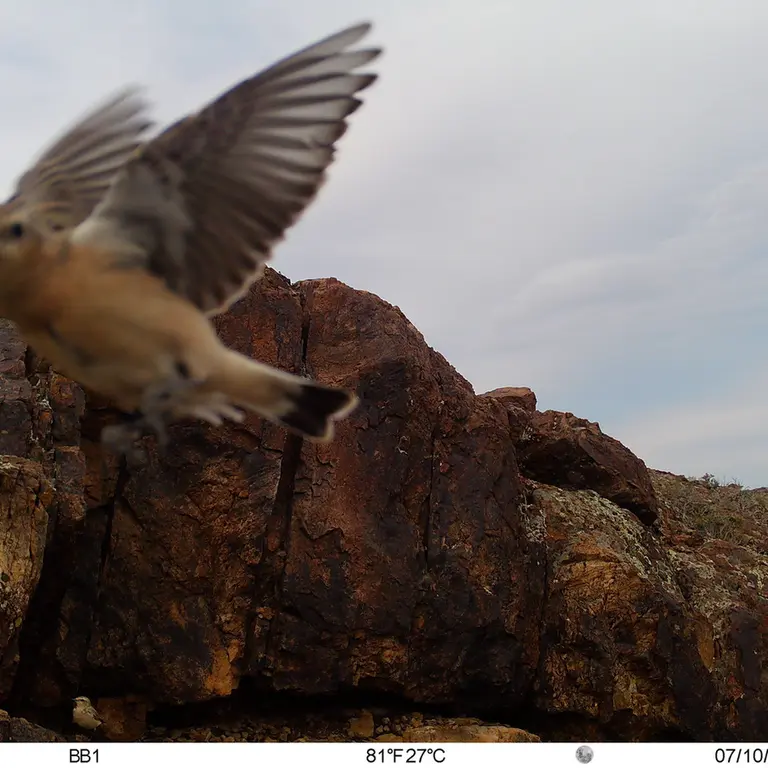 A photograph of a Pallas's cat from Aktas-Kunkora [new] camera trap