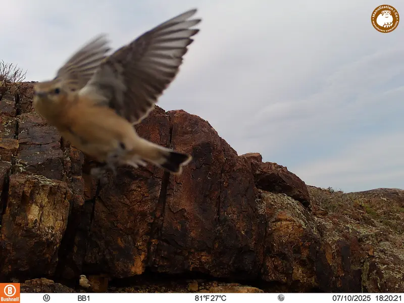 A photograph of a Pallas's cat from Aktas-Kunkora [new] camera trap