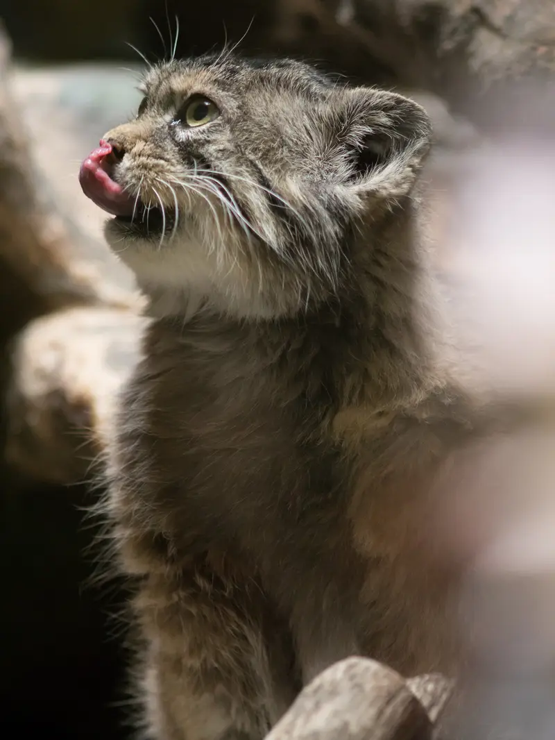 A photograph of Primula in Ueno Zoological Gardens