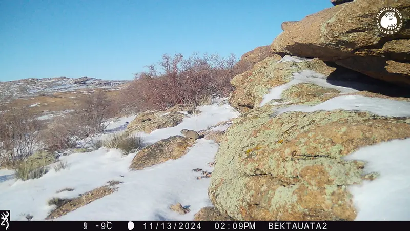 A photograph of Kazakh pika from Bektauata 2 camera trap