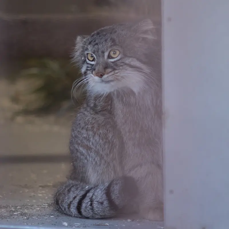 A photograph of Figa in Nogeyama Zoo