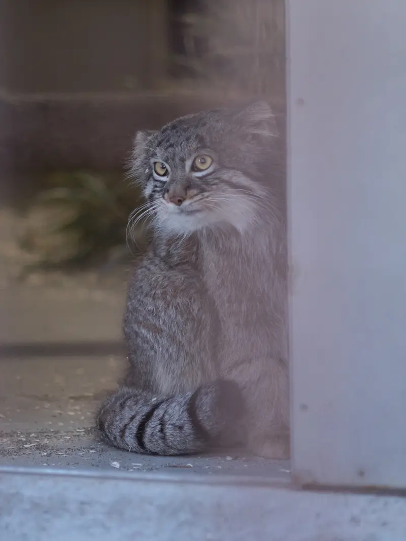 A photograph of Figa in Nogeyama Zoo