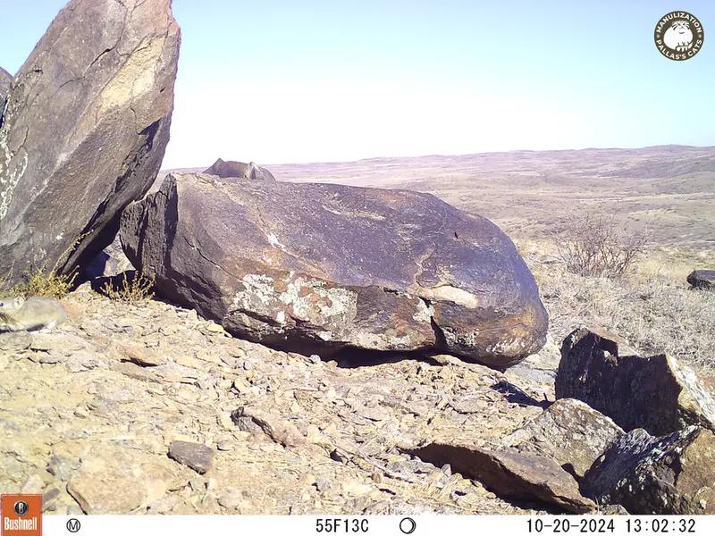 A photograph of Kazakh pika from Koshkar camera trap