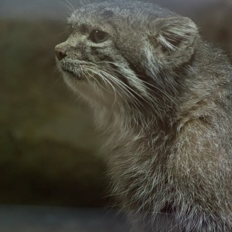 A photograph of Klyon in Ueno Zoological Gardens