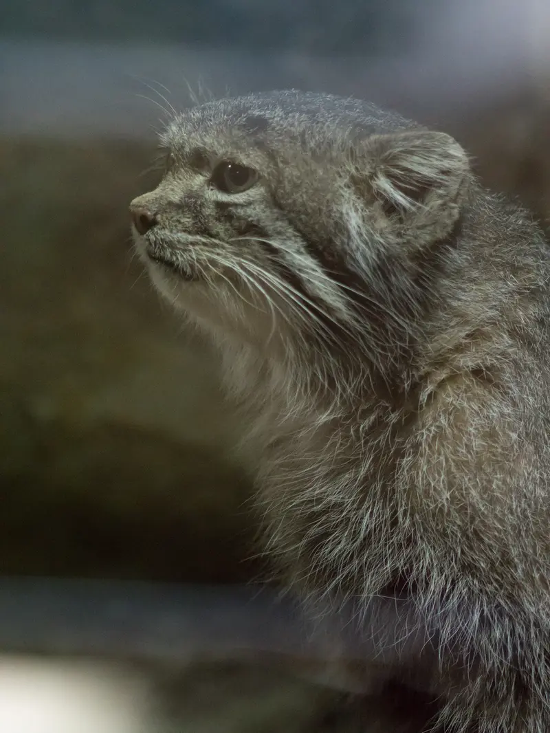 A photograph of Klyon in Ueno Zoological Gardens