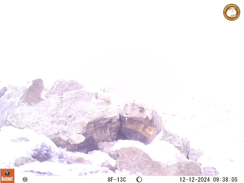 A photograph of Pika from Besshoky 1 camera trap